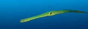 S1-Cornetfish-copy(m)