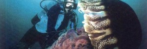 Медузы-гиганты переросли в проблему для Японии