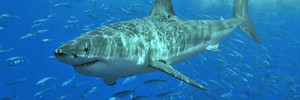 Четырехметровая акула напала на гребца в водах Австралии
