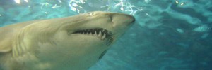 В Австралии за акулами будут наблюдать с воздуха