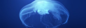 Гигантские медузы затопили японский рыболовный траулер