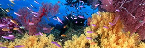 Фотовыставка "Краски подводного мира"
