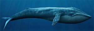 Гигантский синий кит погиб от судовых винтов в Калифорнии
