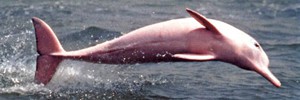 В Амазонию – за розовым дельфином