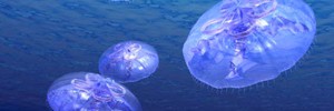 В Черном море нашли неизвестный вид ядовитых медуз