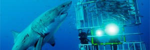 Большая белая акула напала на клетку с дайвером