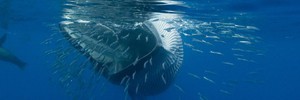 Дайверы - добыча китов