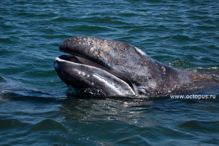Новый рекорд дальности миграции серых китов — 22500 км