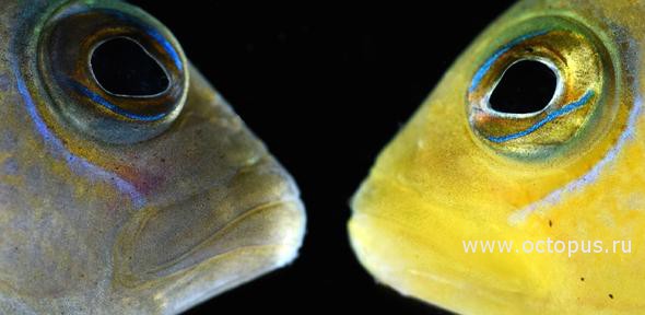 Морские "хамелеоны": ложнохромисы имитируют окрас разных видов рыб