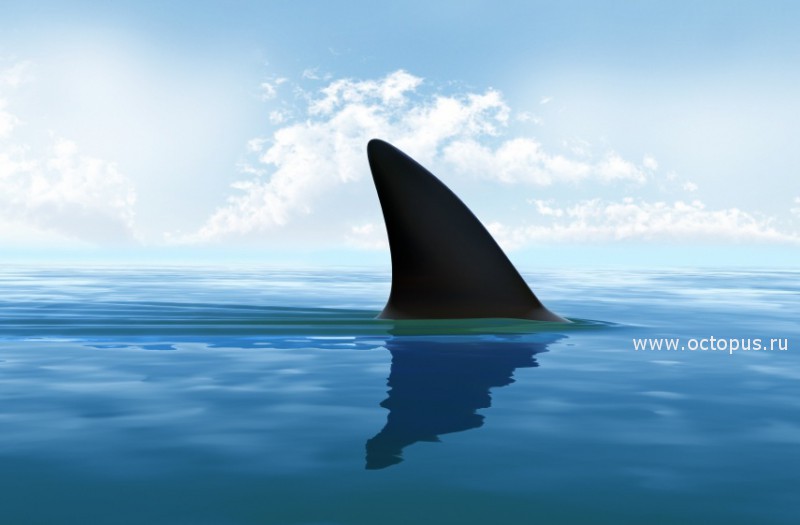 Фильм-расследование «Shark Bait» о продаже супа из акульих плавников