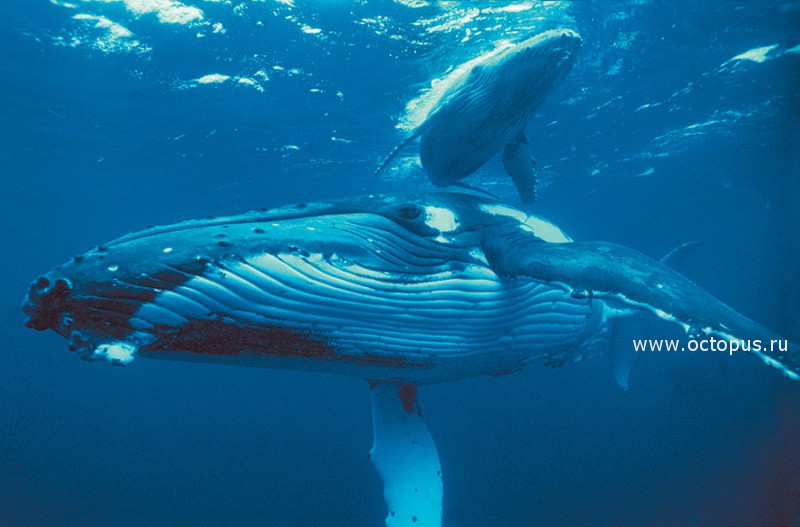 Горбатые киты. Медовый месяц на далеком Тонга