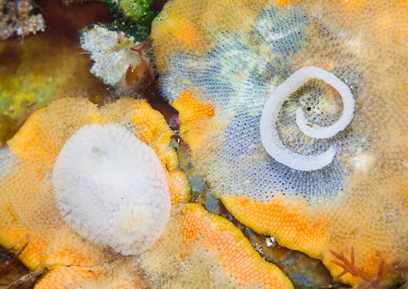 Нуди. Голожаберные моллюски Кунашира. Охотское море.