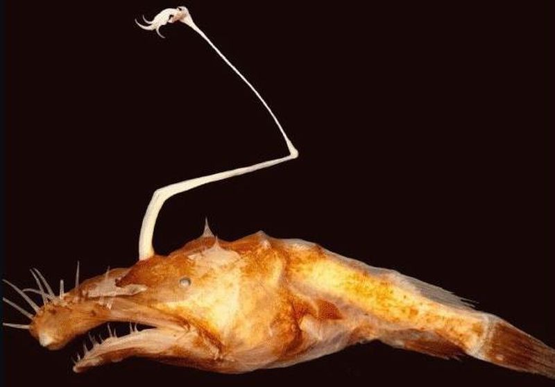 Один из трёх сохранившихся образцов нового вида глубоководного морского чёрта, недавно обнаруженного в водах Мексиканского залива (фото Theodore Pietsch, University of Washington).