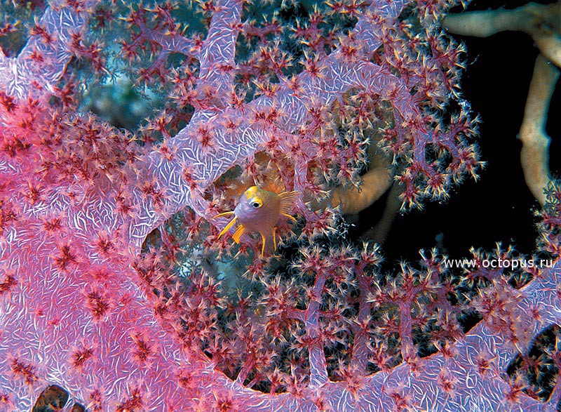 На фоне мягкого коралла. Таити, Тихий океан