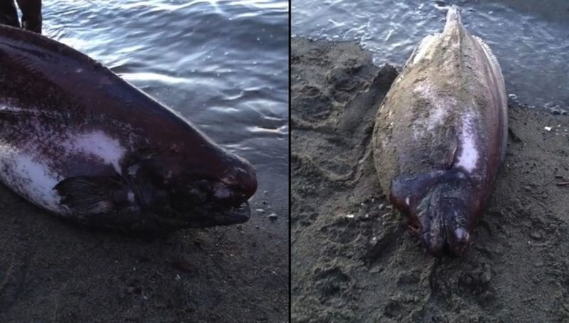 У берегов Аляски найдена редкая рыба