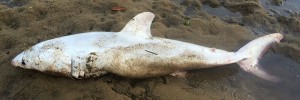 На побережье Австралии погибла необычная акула