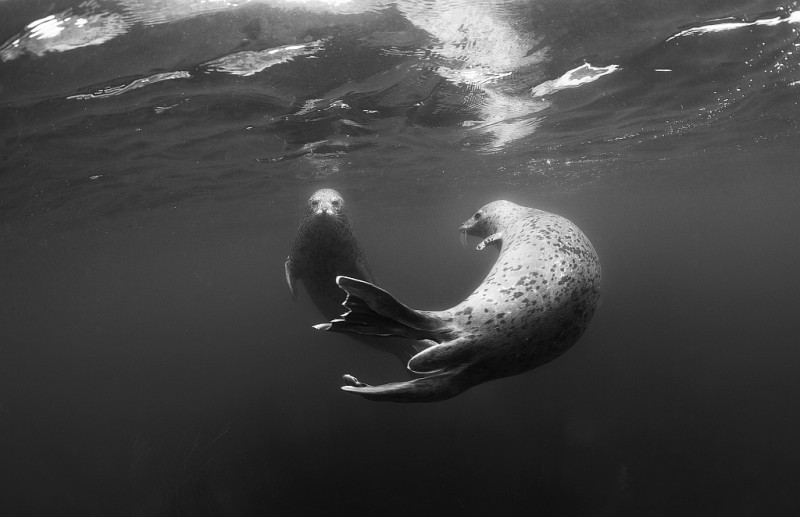 Человек и тюлень. Небольшая история про то, что, находясь в одной среде и в одинаковых условиях, человек и тюлень становятся гораздо ближе друг другу. О том, что мы можем быть интересны и даже общаться друг с другом.