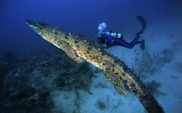 Под воду с крокодилами
