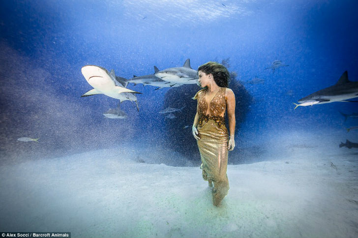 Фотосесcия в защиту акул