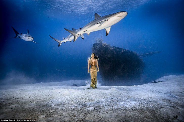 Фотосесcия в защиту акул
