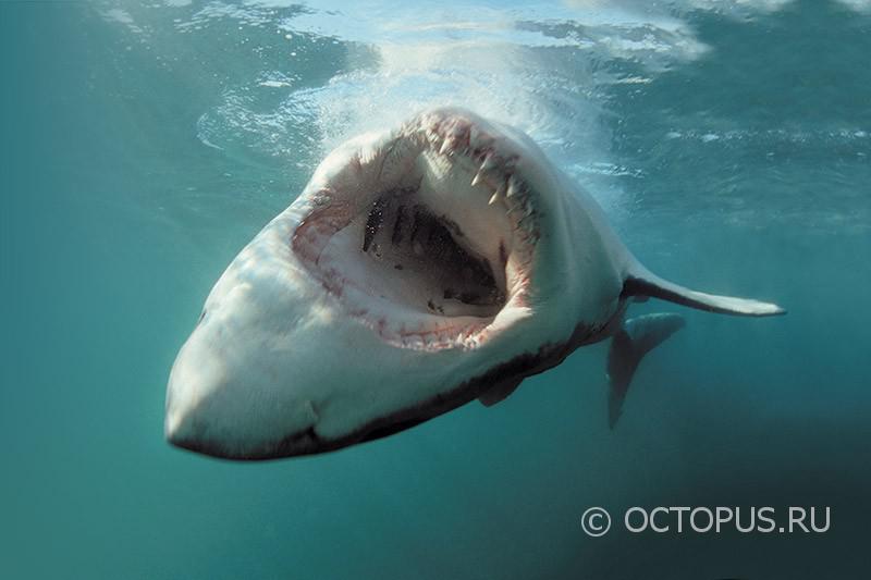 Лицом к лицу с большой белой акулой