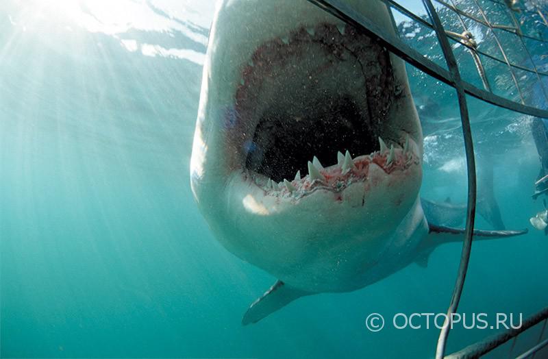Лицом к лицу с большой белой акулой
