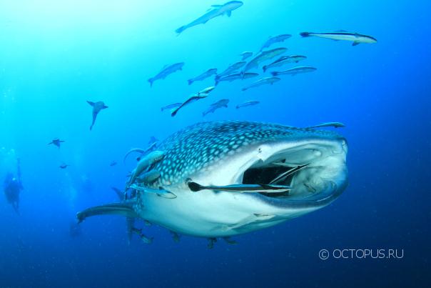 whaleshark_273630194