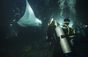 emily-hawaii-rays-night-dive-1024x667