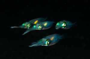 night-dive-squid-lembeh-indonesia-e1458928807870