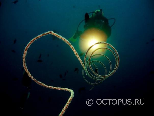 night-scuba-dive-indonesia-e1458928812205