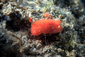 Rostanga Alisae